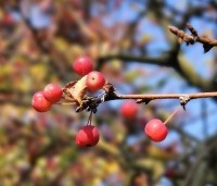 Malus Toringo 'Tina - Dwerg sierappeltje - 3