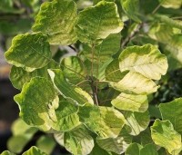 Cotinus Golden Spirit - Geelbladige pruikenboom - blad nazomer