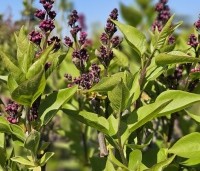 Syringa vulgaris 'Charles Joly' - Gewone syring - 2