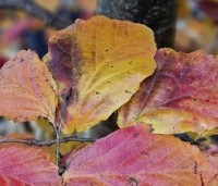 Parrotia persica 'Cherry Tips' - Perzisch IJzerhout 'Cherry Tips' - 3