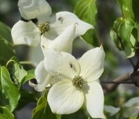 Cornus kousa 'China Girl' - Japanse grootbloemige kornoelje - 1