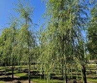 Salix sepulcralis 'Chrysocoma' - Treurwilg - 2