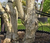 Heptacodium miconioides - Zevenzonenboom - 1