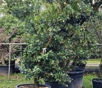 Arbutus unedo - Aardbeiboom - 4