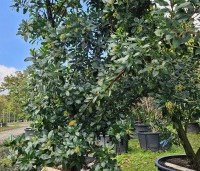 Arbutus unedo - Aardbeiboom - 3