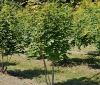 Acer saccharinum - Zilveresdoorn - 4