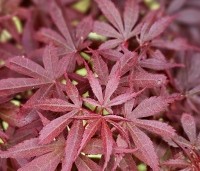 Acer palmatum 'Skeeter's Broom' - Japanse Esdoorn 'Skeeter's Broom' - 3