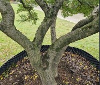 Osmanthus x burkwoodii - Schijnhulst - 2