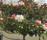 Rhododendron yakushimanum 'Hydon Velvet' - Japanse Rhododendron 'Hydon Velvet' - 2