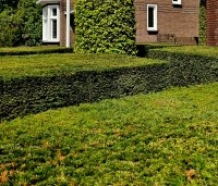 Taxus baccata - Venijnboom - 3