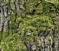 Quercus robur - Zomereik - 4