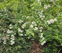 Philadelphus 'Virginal' - Boerenjasmijn 'Virginal' - 2