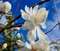 Magnolia x Loebnerii Wildcat