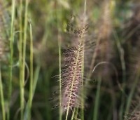 Pennisetum alopecuroides - Lampenpoetsersgras alopecuroides - 1