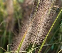 Pennisetum alopecuroides - Lampenpoetsersgras alopecuroides - 2