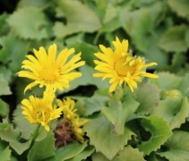 De Voorjaarszonnebloem blijft langer bloeien als u de uitgebloeide bloemen verwijdert