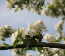 Malus domestica 'Notarisappel' 