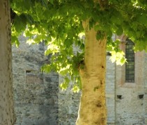 Platanus orientalis oude boom