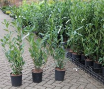 Prunus laur Caucasica
