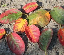Amelanchier lamarckii