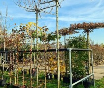 Platanus Hispanica dak extra hoog op 300 cm stam