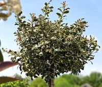 Ilex aquifolium 'Argentea Marginata' - Bonte hulst - 3