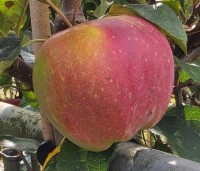 Malus dom. 'Gloster' - Malus dom. 'Gloster' - 2