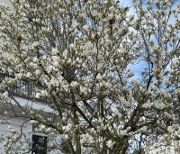 Magnolia soulangeana 'Alba Superba' - Magnolia 'Alba Superba' - 2