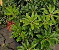 Pieris japonica 'Forest Flame' - Pieris 'Forest Flame' - 1