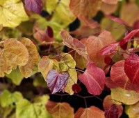Cercis canadensis 'Eternal Flame' - Amerikaanse Judasboom 'Eternal Flame' - 2