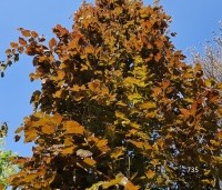 Fagus sylvatica 'Rohan Obelisk' - Beuk 'Rohan Obelisk' - 1