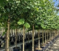Cercidiphyllum japonicum  - Katsuraboom - 1