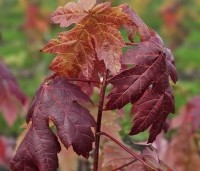 Acer x freemanii 'Autumn Blaze' - Acer x freemanii 'Autumn Blaze' - 5