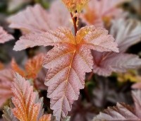 Physocarpus opulifolius 'Lady In Red' - Blaasspiraea 'Lady In Red' - 1