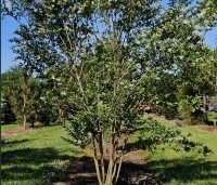 Ligustrum ovalifolium - Haagliguster - 11