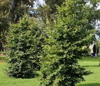 Fagus sylvatica - Groene beuk - struikvormig en beveerde solitairen in park