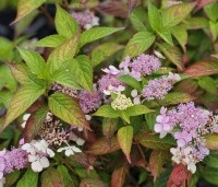 Hydrangea serrata 'Bluebird' - Hortensia met kleine randbloemen - 2