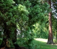 Sequoiadendron giganteum - Mammoetboom - 6