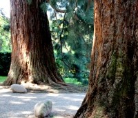 Sequoiadendron giganteum - Mammoetboom - 5