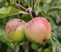 Malus dom. 'Gloster' - Malus dom. 'Gloster' - 1