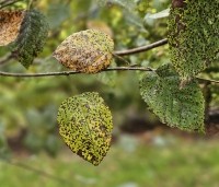 Betula utilis 'Doorenbos' - Himalayaberk - 2