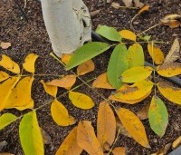 Juglans regia - Walnoot - 2