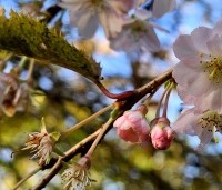 Prunus x subhirtella 'Autumnalis Rosea' - Winterkers - 7