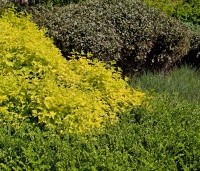 Lonicera nitida Maigrun - Struikkamperfoelie - combinatie gele vlier