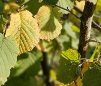 Corylus avellana 'Wunder aus Bollweiler' - Hazelnoot 'Wunder aus Bollweiler' - 2
