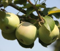 Malus Fuji