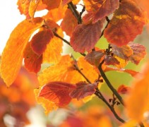 Hamamelis intermedia ‘Arnold Promise’ herfstblad