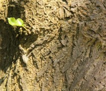 Morus Alba