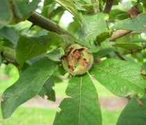 vrucht en blad Mespilus germanica 