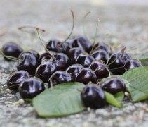 Prunus Avium Kordia